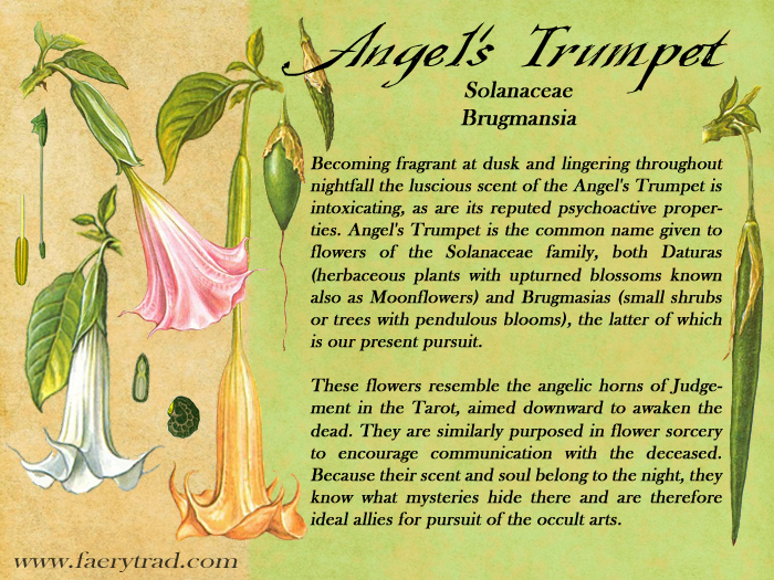 ANGEL'S TRUMPET: Solanaceae; Brugmansia - Becoming fragrant at dusk and lingering throughout nightfall the luscious scent of the Angel's Trumpet is intoxicating, as are its reputed psychoactive properties. Angel's Trumpet is the common name given to flowers of the Solanaceae family, both Daturas (herbaceous plants with upturned blossoms known also as Moonflowers) and Brugmasias (small shrubs or trees with pendulous blooms), the latter of which is our present pursuit. These flowers resemble the angelic horns of Judgement in the Tarot, aimed downward to awaken the dead. They are similarly purposed in flower sorcery to encourage communication with the deceased. Because their scent and soul belong to the night, they know what mysteries hide there and are therefore ideal allies for pursuit of the occult arts.
