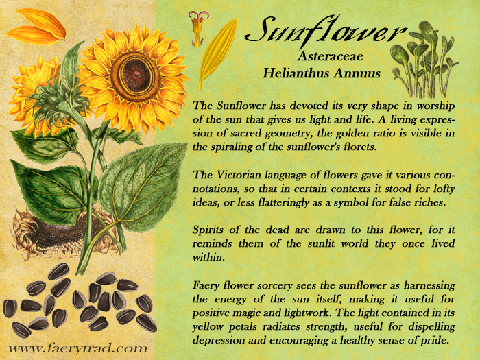 SUNFLOWER: Asteraceae; Helianthus Annus - The Sunflower has devoted its very shape in worship of the sun that gives us light and life. A living expression of sacred geometry, the golden ratio is visible in the spiraling of the sunflower's florets. The Victorian language of flowers gave it various connotations, so that in certain contexts it stood for lofty ideas, or less flatteringly as a symbol for false riches. Spirits of the dead are drawn to this flower, for it reminds them of the sunlit world they once lived within. Faery flower sorcery sees the sunflower as harnessing the energy of the sun itself, making it useful for positive magic and lightwork. The light contained in its yellow petals radiates strength, useful for dispelling depression and encouraging a healthy sense of pride.